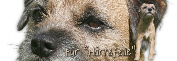 Spardose Border Terrier